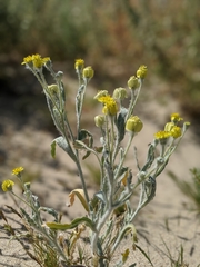 Baileya pauciradiata