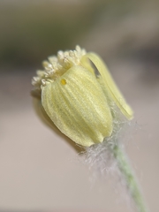 Baileya pauciradiata