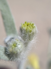 Baileya pauciradiata