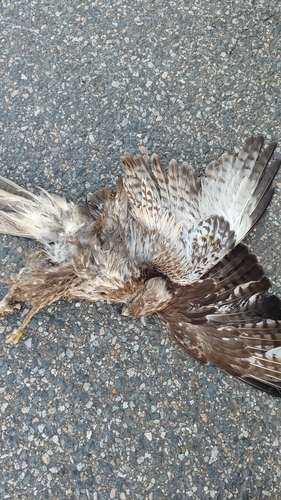 Western Common Buzzard