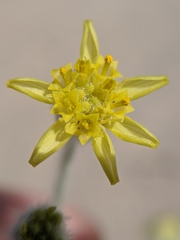 Baileya pauciradiata