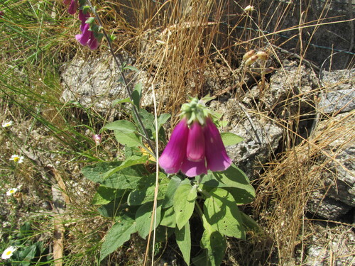 Digitalis purpurea