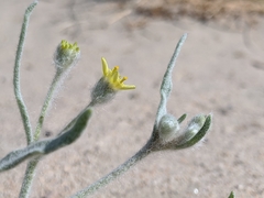 Baileya pauciradiata