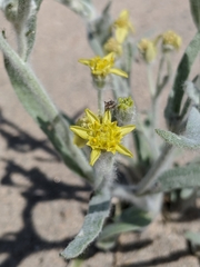 Baileya pauciradiata