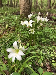 Zephyranthes atamasco