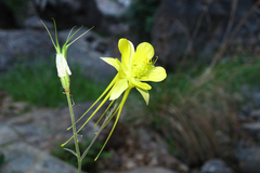 Aquilegia longissima