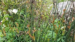 Juncus textilis