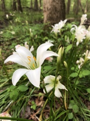 Zephyranthes atamasco