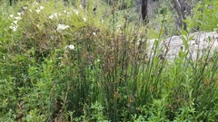 Juncus textilis