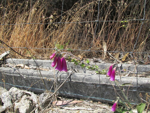 Digitalis purpurea