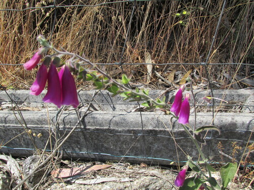 Digitalis purpurea