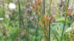 Juncus textilis