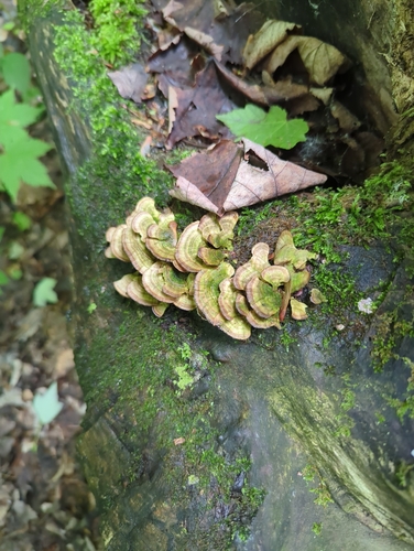 Violet-Toothed Polypore