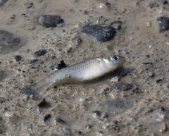 Poecilia mexicana limantouri