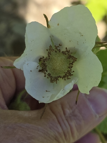 thimbleberry
