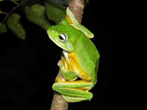 Rhacophorus reinwardtii, 2026-06-19
