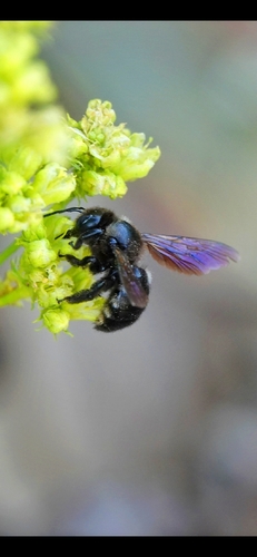 Little Carpenter Bee