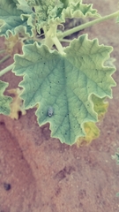 Sphaeralcea incana