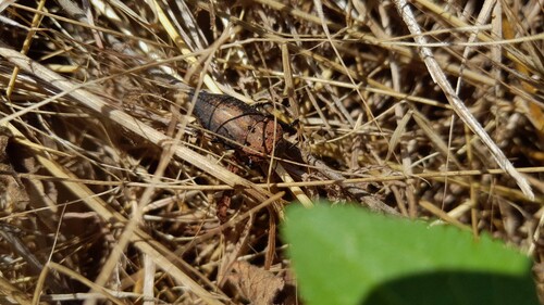 Capnodis tenebricosa