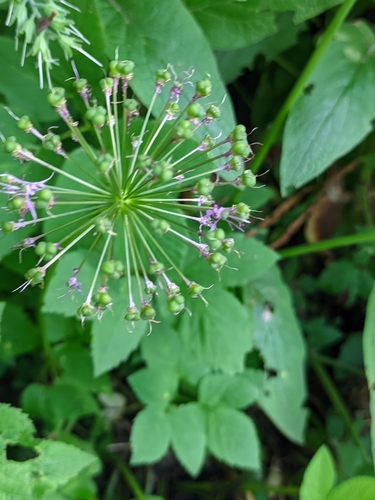 Allium rosenorum, photograph 2