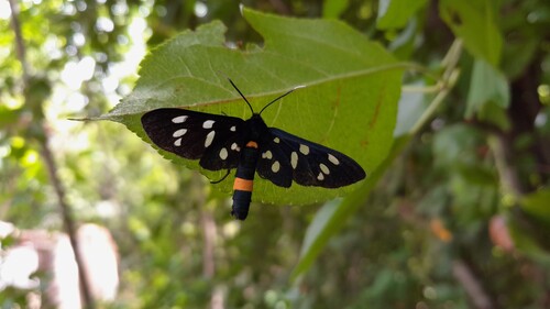Nine-spotted Moth