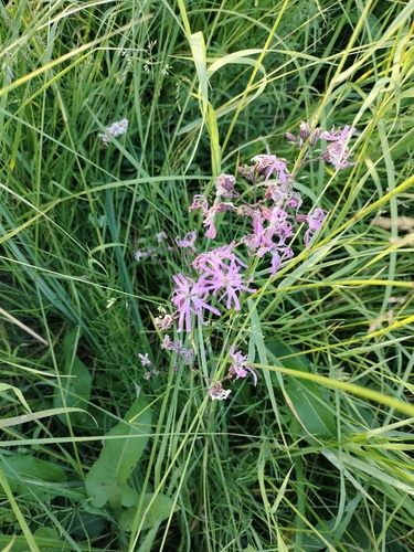 ragged-robin