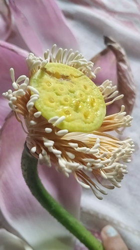 Sacred Lotus