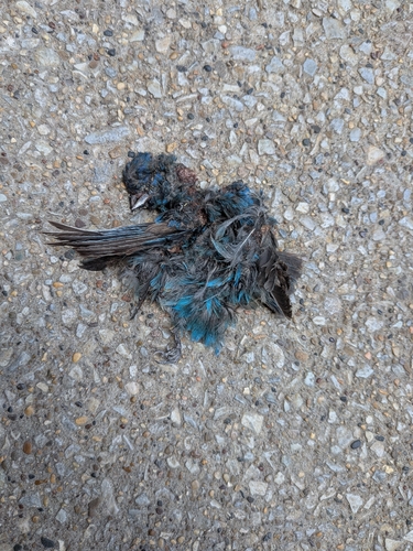 Indigo Bunting