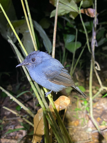 Dusky Crested Flycatcher