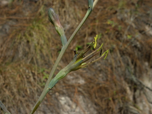 Agave involuta