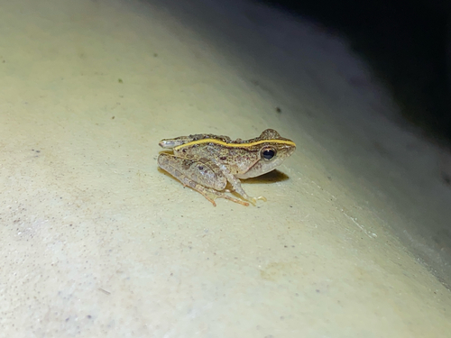 Golden Puddle Frog