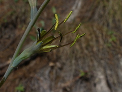 Manfreda involuta