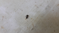 Phymatodes alni