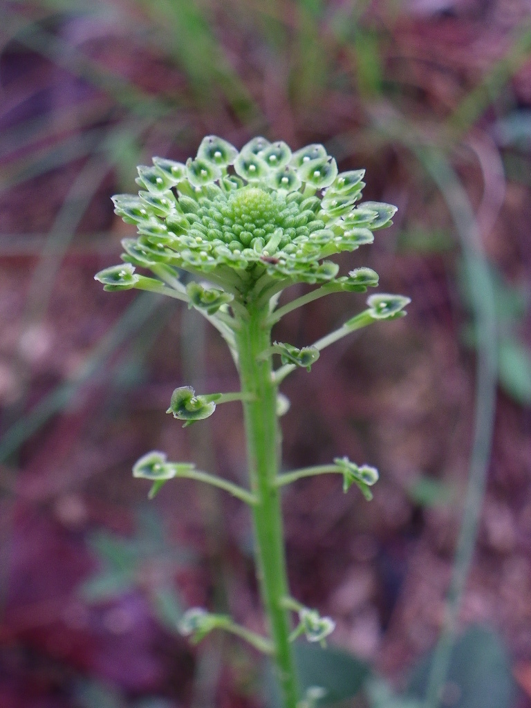 Malaxis elliptica