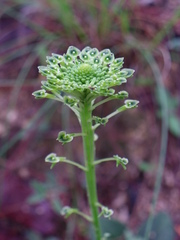 Malaxis elliptica