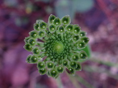 Malaxis elliptica