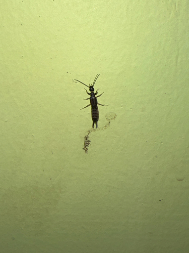 Black Bush Earwig