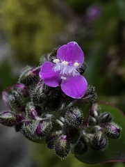 Tripogandra ionantha