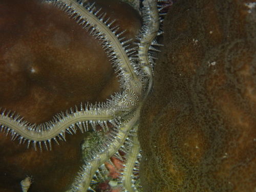 Ophiomastix pictum observed 2026-06-19
