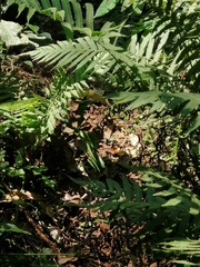Aterica galene extensa