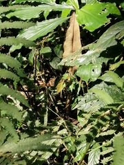 Aterica galene extensa