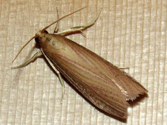Peoria gematella