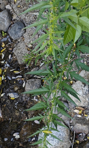 iNaturalist observation photo of durango root