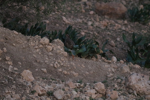 Barbary Partridge