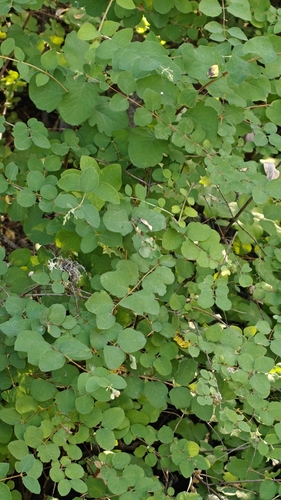 iNaturalist observation photo of Common Snowberry