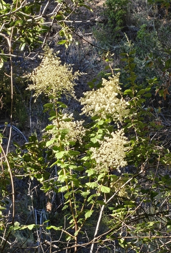 iNaturalist observation photo of Ocean spray