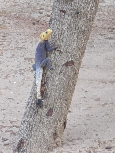 Rainbow Agama