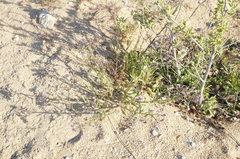 Anchusa thessala