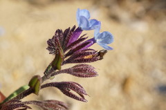 Anchusa thessala