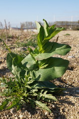 Bupleurum rotundifolium